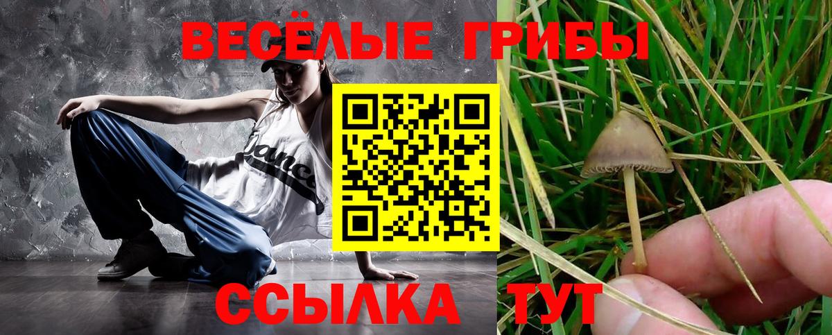 Псилоцибиновые грибы Psilocybine cubensis Камень-на-Оби